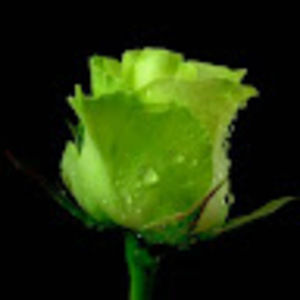 Meet your Posher, Joanne